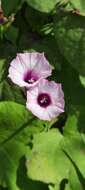 Image of Ipomoea grandifolia (Damm.) O'Donell