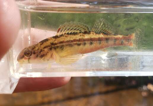 Image of Bandfin darter