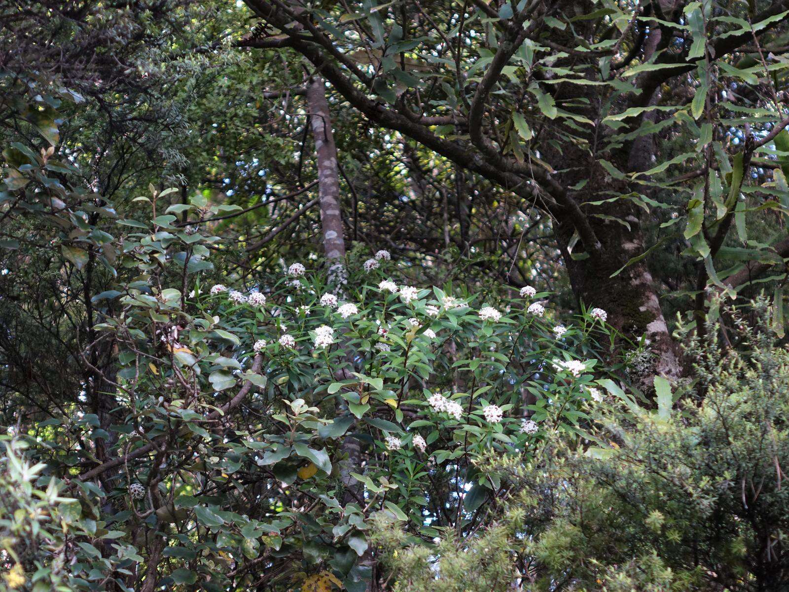 Image of long-leaved pimelea