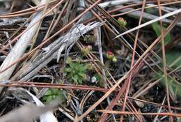 Image de Drosera pulchella Lehm.