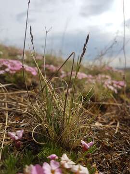 Слика од Festuca lenensis Drobow