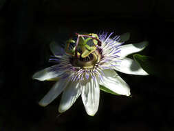 Image of Blue Passion Flower