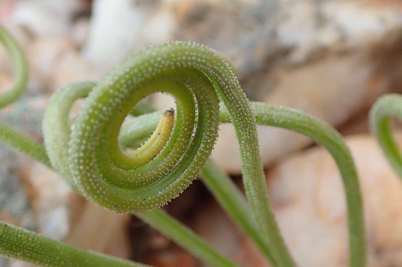Image of Albuca spiralis L. fil.