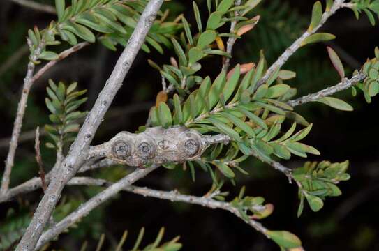 Image de Melaleuca decussata R. Br.