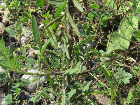 Image of spotted knapweed