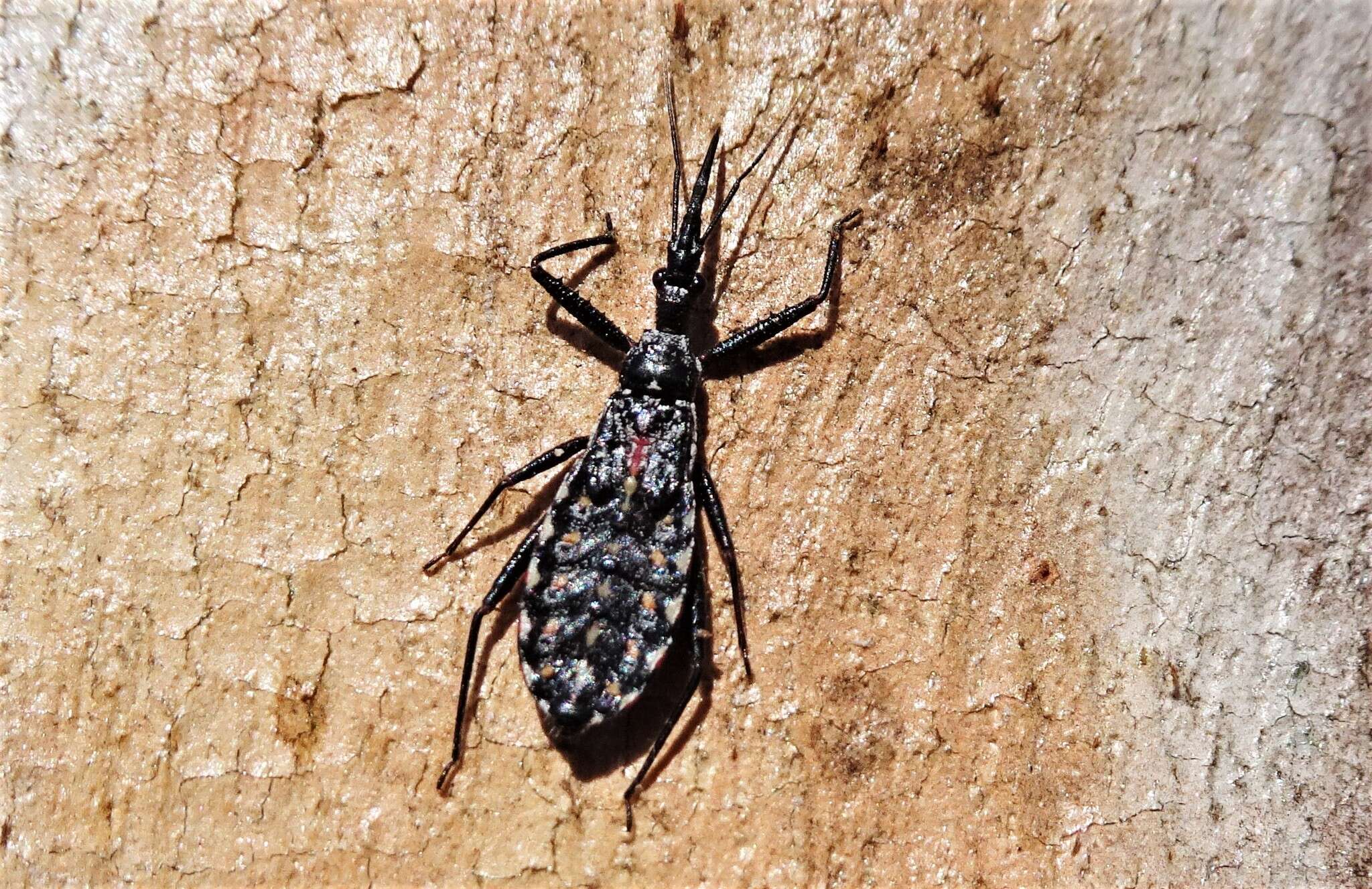 Image of Piestolestes obscurus (Bergroth 1895)