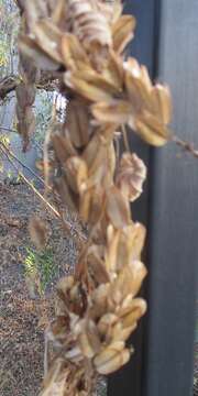 Image of Dioscorea galeottiana Kunth