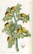 Image of Nodding Catasetum