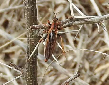 Image of <i>Ospriocerus tequilae</i>