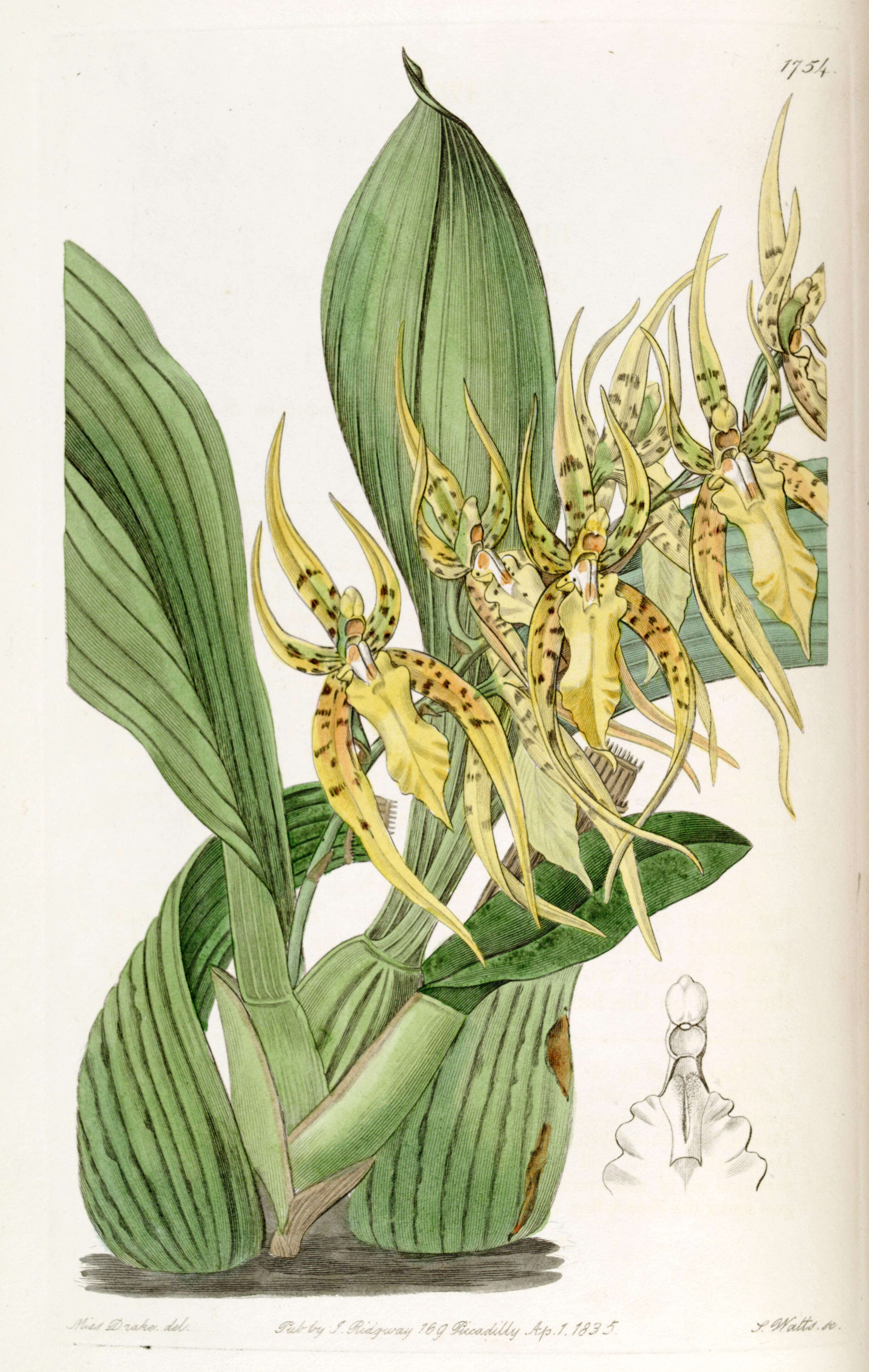 Image of Brassia lanceana Lindl.