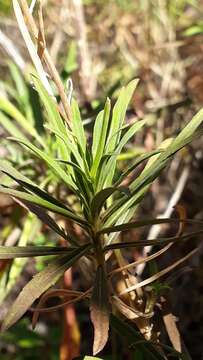 Image of Bowles perennial wallflower