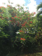 Image of Delonix regia (Bojer ex Hook.) Raf.