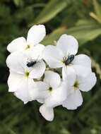 Слика од Hesperis sibirica L.