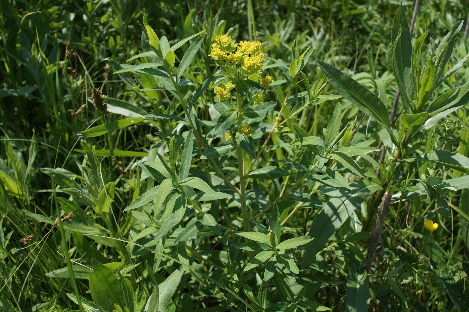 Image of Marsh Spurge