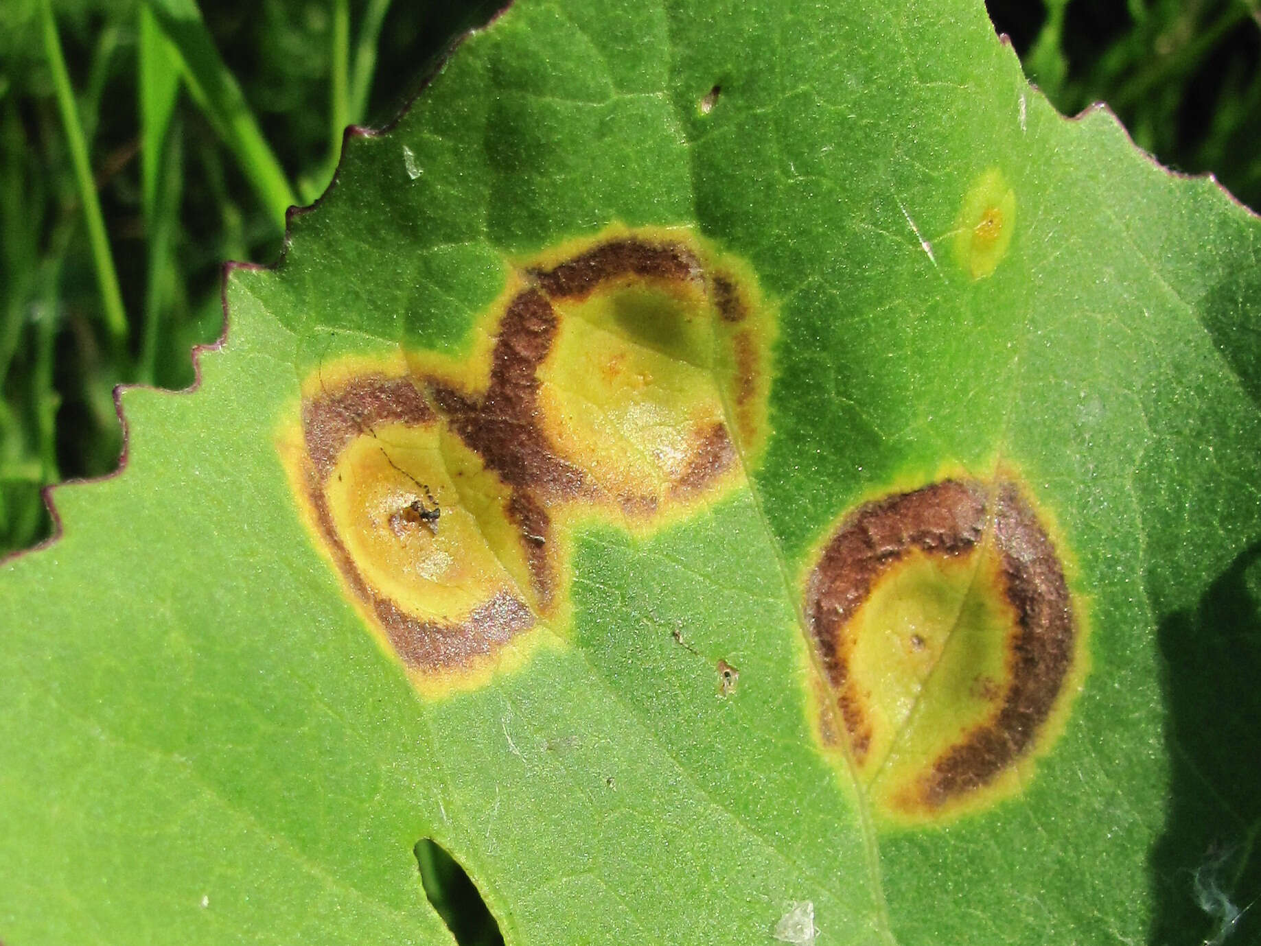 Image de Puccinia petasites-pulchellae Lüdi 1916