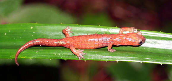 Image of Celaque Mushroomtongue Salamander