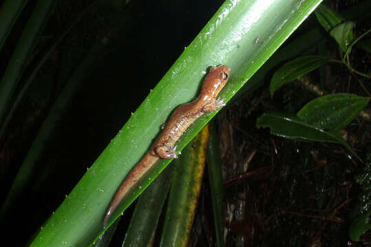 Image of Celaque Mushroomtongue Salamander