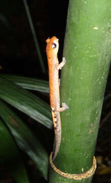 Image of Conant's Mushroomtongue Salamander