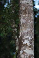 Image of Philippine Flying Lemurs