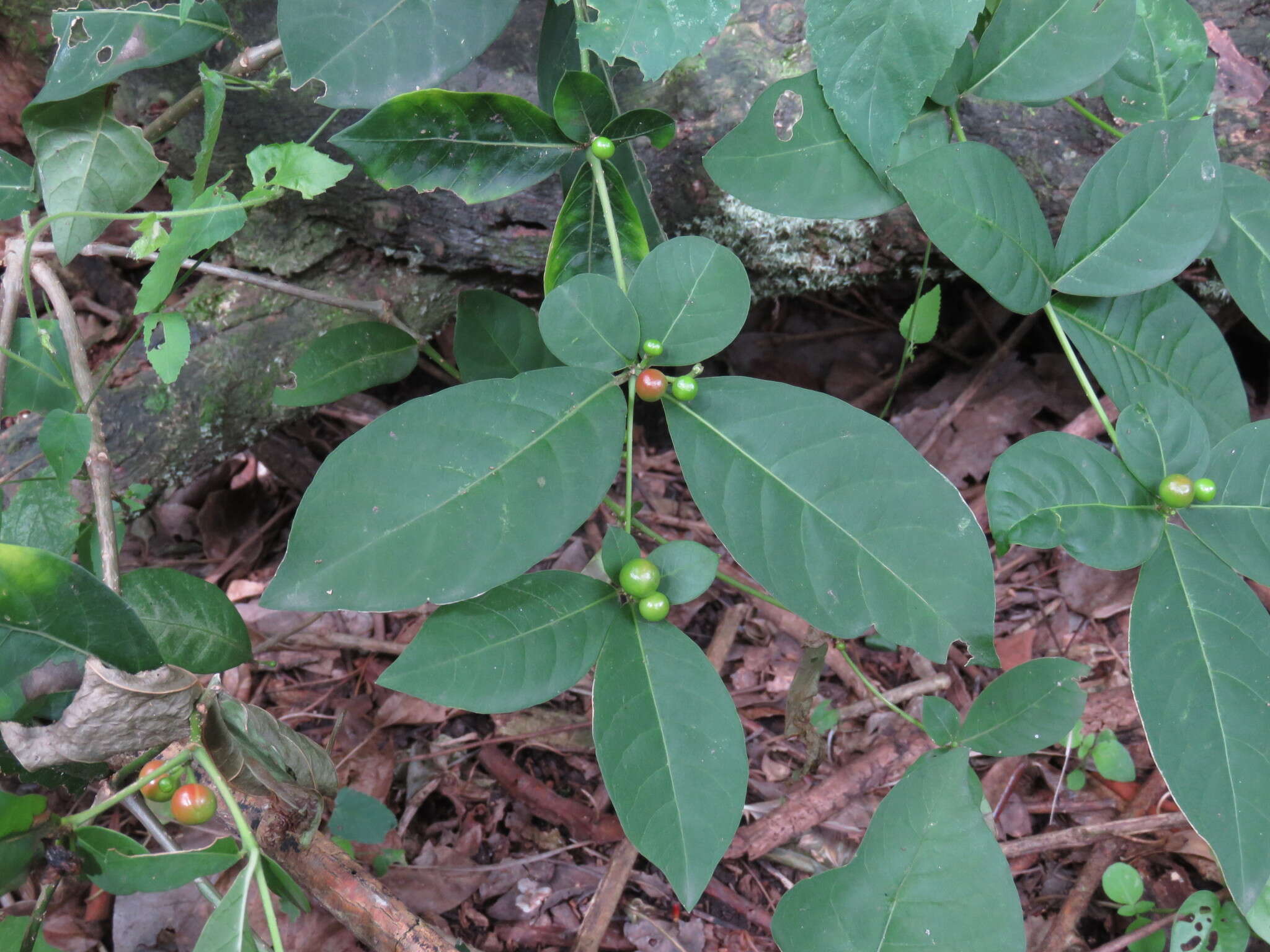 Plancia ëd Rauvolfia tetraphylla L.