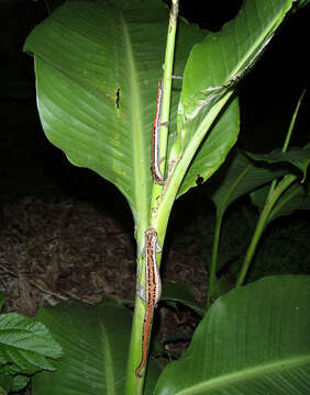 Image of Black-and-Gold Salamander