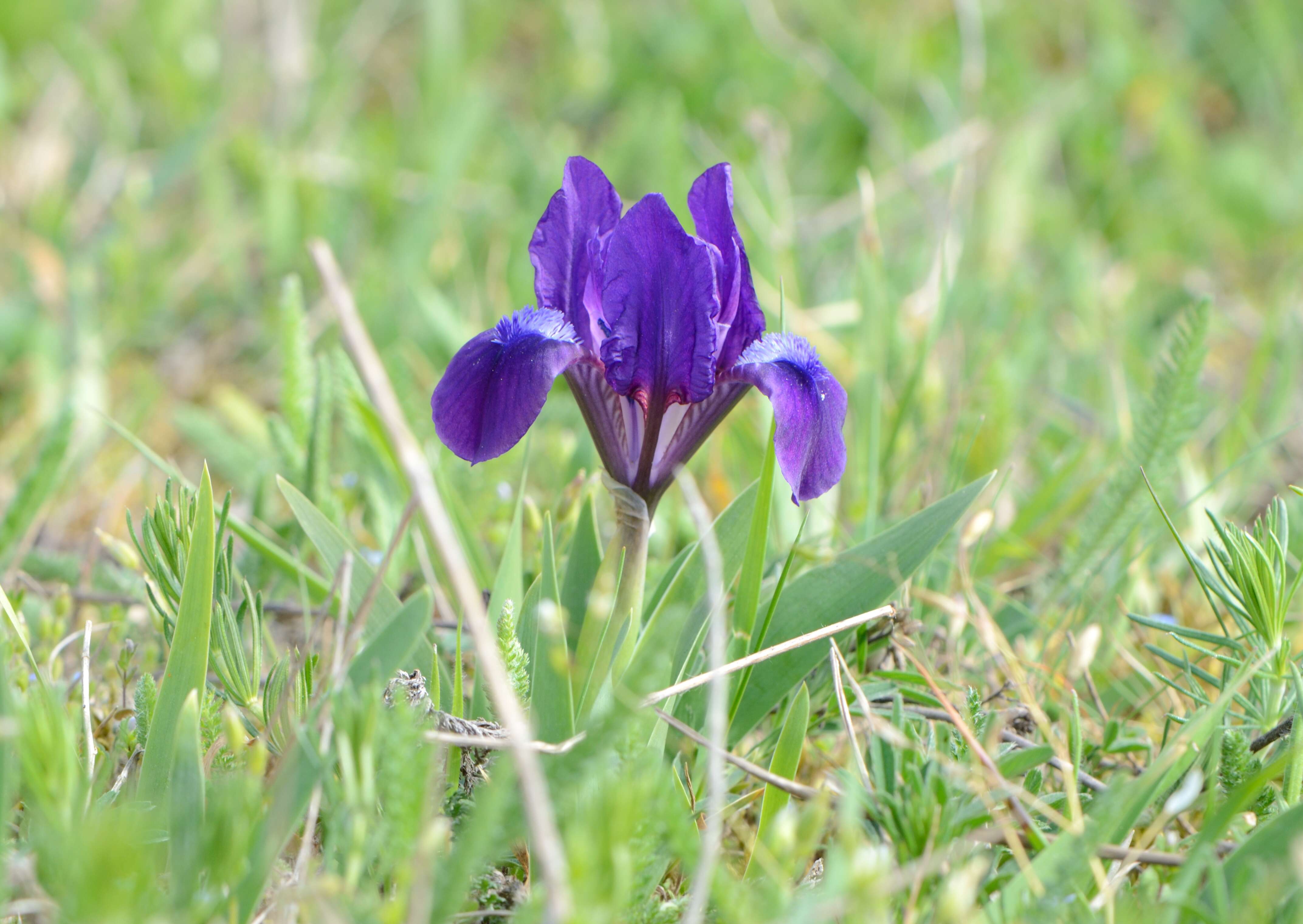 Plancia ëd Iris pumila L.