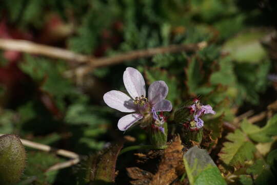 Image of Erodium acaule (L.) Becherer & Thell.