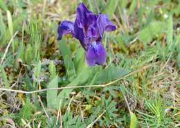 Plancia ëd Iris pumila L.