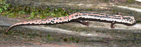 Image of Black-and-Gold Salamander