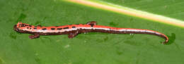 Image of Black-and-Gold Salamander