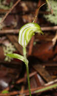 Image of Trowel leaved greenhood orchid