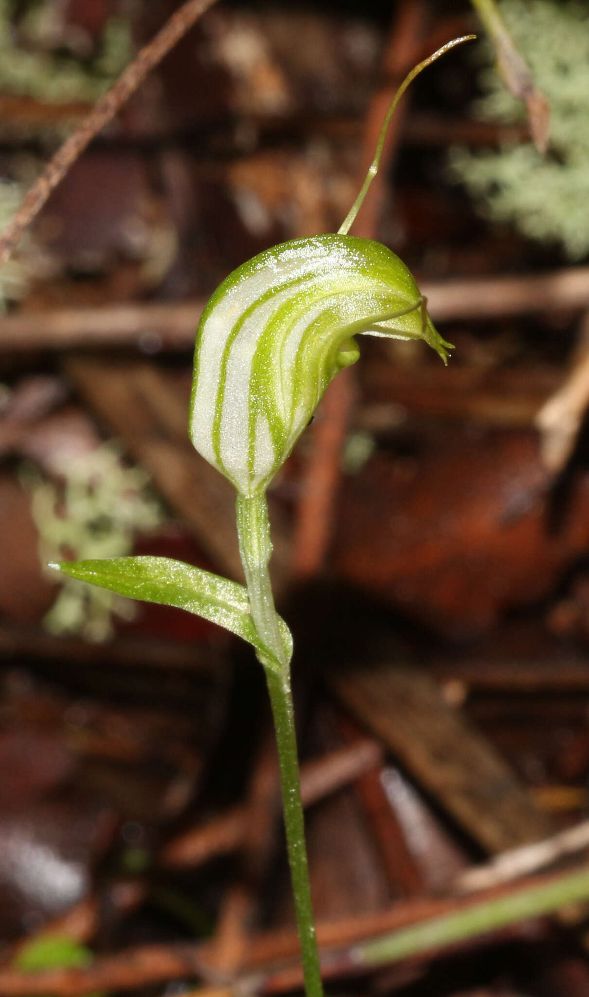 Image of Trowel leaved greenhood orchid