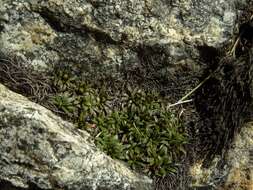 Image of Abrotanella pusilla (Hook. fil.) Hook. fil.