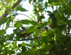 Image of Black-faced Monarch