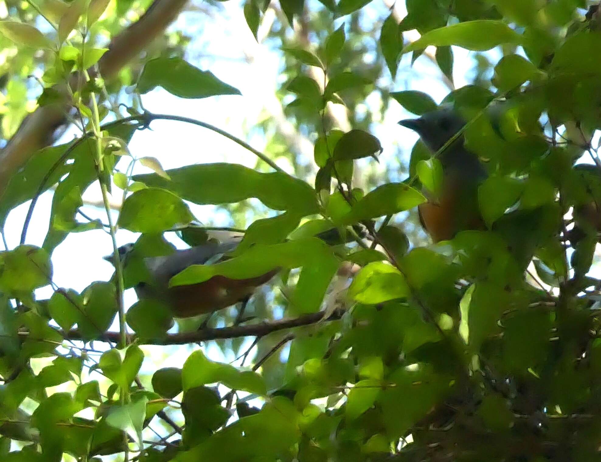 Image of Black-faced Monarch