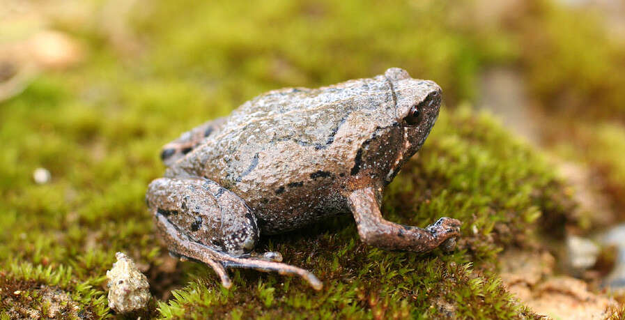 Image of Barber's Sheep Frog