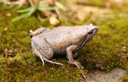 Image of Barber's Sheep Frog