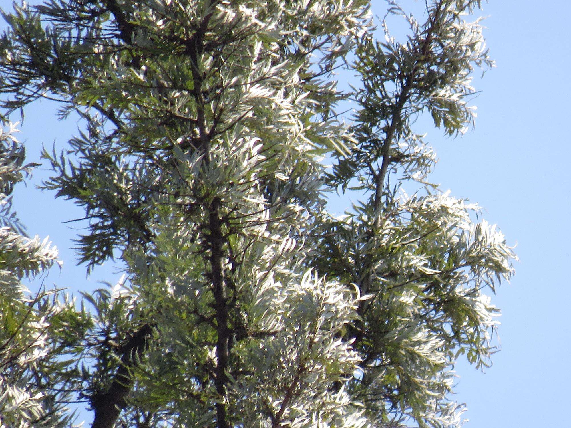 Plancia ëd Grevillea robusta A. Cunn. ex R. Br.