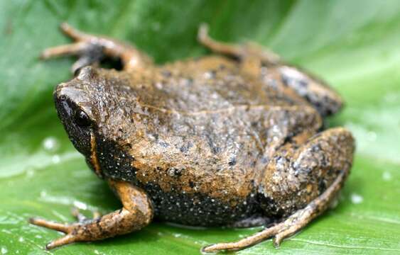 Image of Barber's Sheep Frog