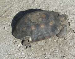 Image of Sonoran desert tortoise