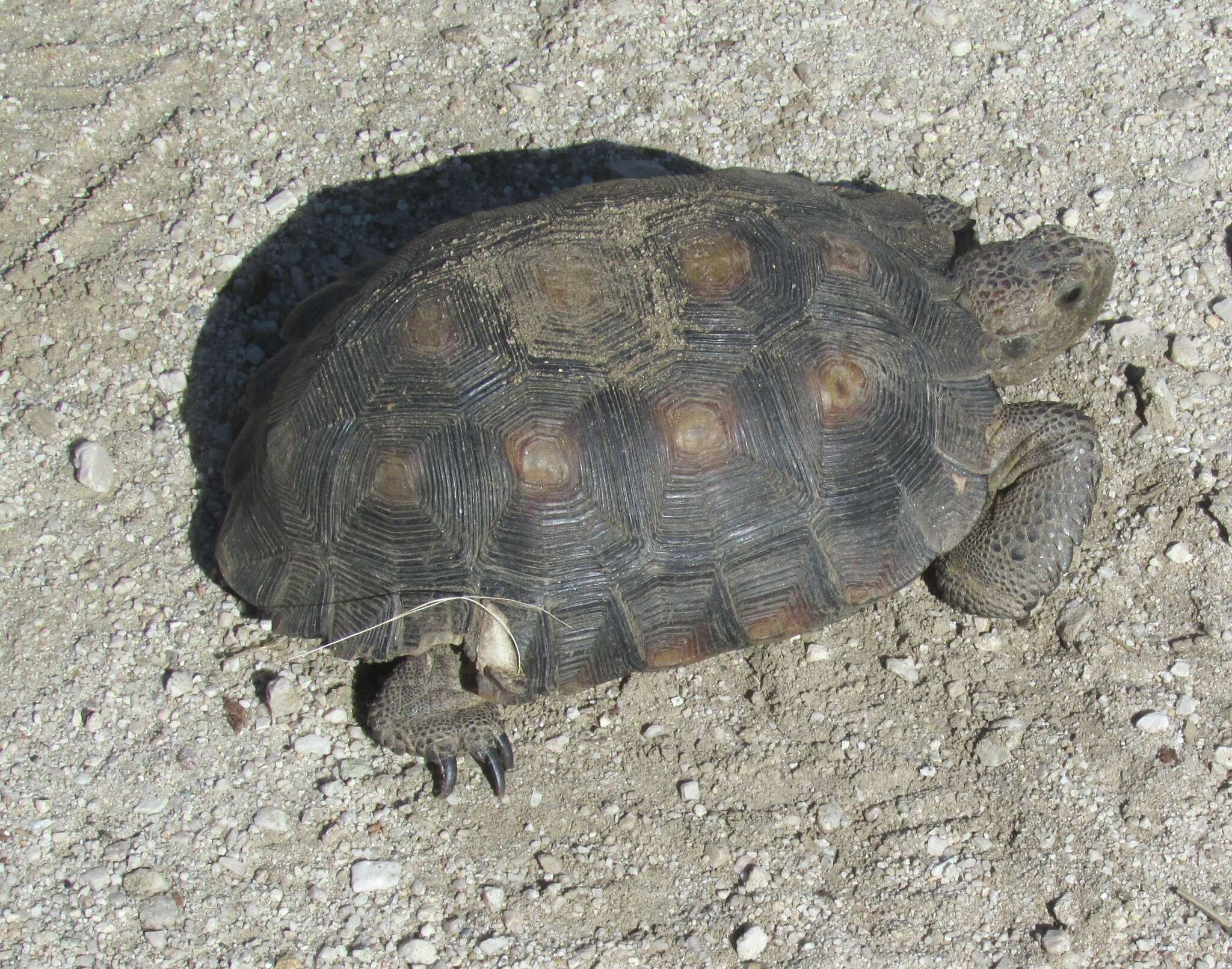 Image of Sonoran desert tortoise