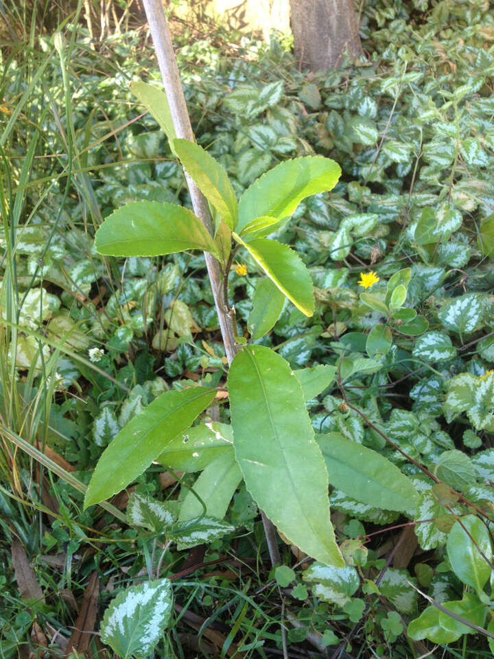 Plancia ëd Melicytus ramiflorus J. R. Forster & G. Forster