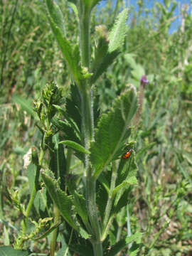 Image de Verbena macdougalii A. Heller