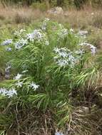 Plancia ëd Amsonia ciliata Walt.