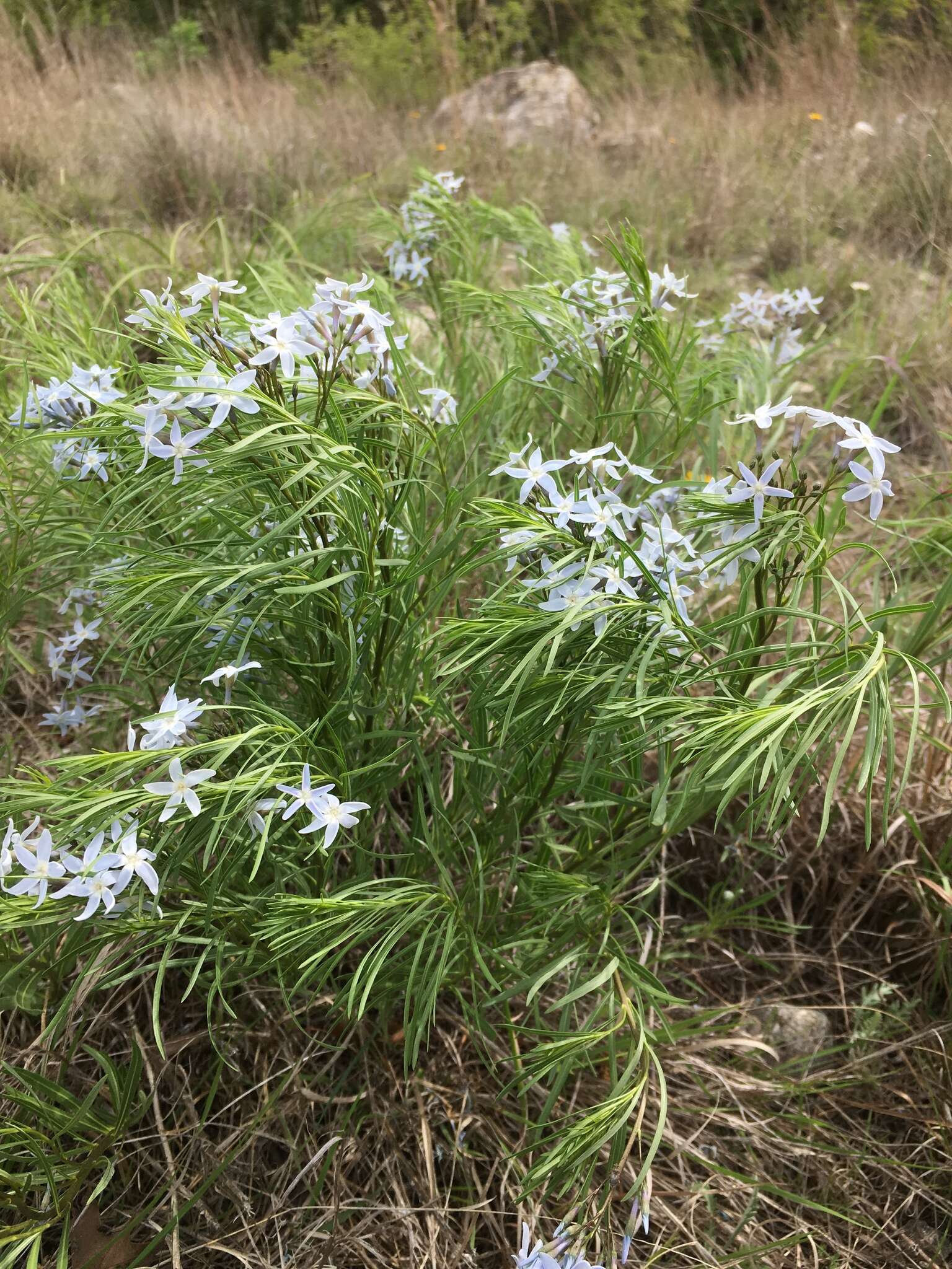 Plancia ëd Amsonia ciliata Walt.