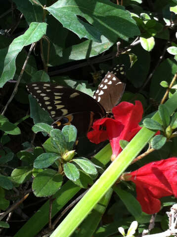 Image of Palamedes Swallowtail