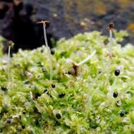 Image of Bifid Crestwort