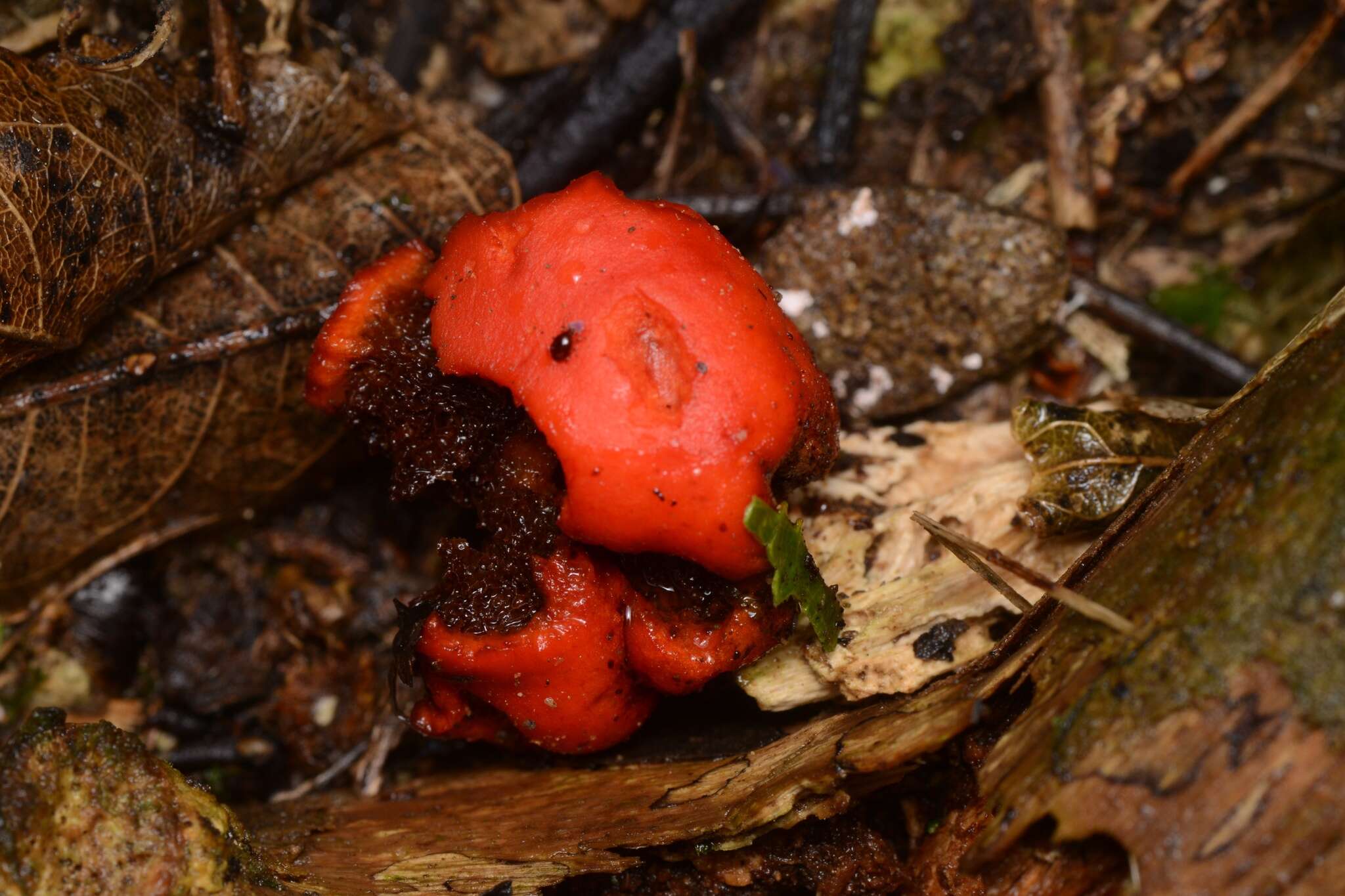 Sivun Leratiomyces erythrocephalus (Tul. & C. Tul.) Beever & D. C. Park 2008 kuva