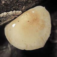 Image of Marasmius strictipes (Peck) Singer 1943