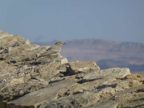 Image of Desert Lark